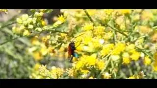 Tarantula Hawk (Pepsid Wasp) nectaring nice colors no flying 600fps V06230