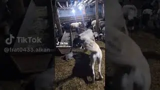 SİVAS KANGAL K&Ouml;PEĞİ NİN YAVRUSUNU NASIL KORUR #kangal #yavruhayvanlar #k&ouml;pek #kangaldog #puppy
