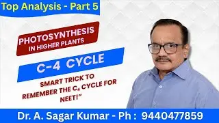 C4 Photosynthesis Simplified | How C4 Plants Save Energy and Water | Class 11 Botany