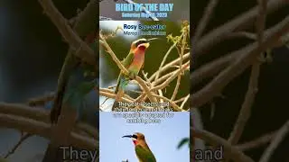 2023-05-13 Rosy Bee-eater