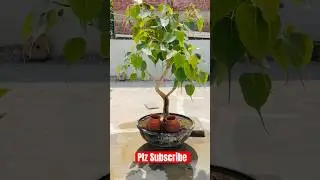 Peepal bonsai #bonsai #bonsaitree #bonsaiplant #nature #naturelovers #gardening #nature #plants