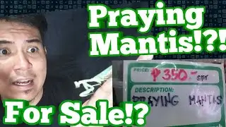 OMG This Petshop in Manila sells Praying Mantis!!
