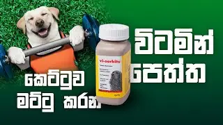 Vi-Sorbits Meat Flavored Iron Tablets (Episode-8) කෙට්ටුව මට්ටු කරන විටමින් පෙත්ත.