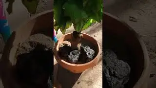 #DIY make use of old plant