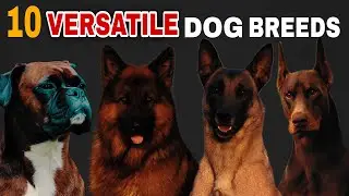 10 Versatile Dog Breeds Perfect for Any Task!