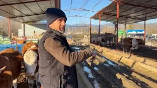HAVA ÇOK SOĞUK VE HAYVANCILIK DEVAM EDİYOR