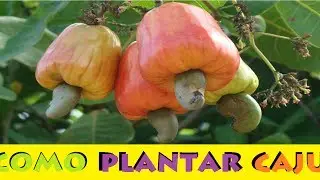 Como Plantar Caju em Vasos pelo método mais fácil