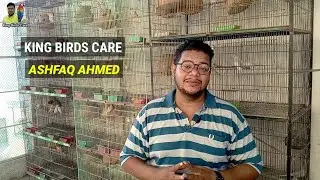 Fawn java Sparrow Breeding Tips | King Birds Care | Java sparrow breeding tips | Java Bird