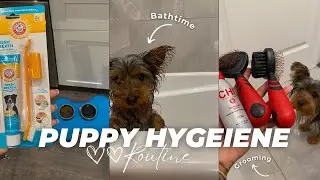 🐾 Puppy Vlog | Dog Hygiene Routine | bath time, grooming, brushing teeth + more!