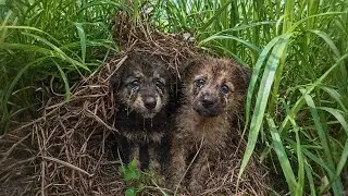 We discovered and rescued two orphaned stray dogs living in terrible conditions.