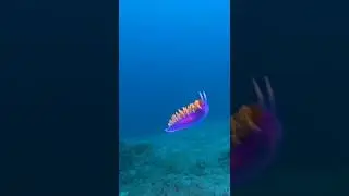 Spanish Shawl attacked by SandDab