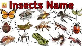 Insects Name in English and Hindi l Insects Name for Kids l कीड़े- मकोड़ों के नाम l List of Insects