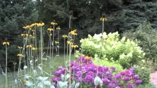 Rudbeckia maxima Giant Coneflower