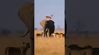 Impala Uses Elephant as Tower to Escape Lions Quick Thinking Saves Life #wildlife #nature #safari