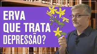 Erva de São João, o fitoterapico que trata depressão: funciona mesmo?