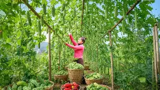 Harvesting 200KG Bitter Melon Go To Market Sell | Bushcraft Farm