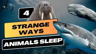 4 Strange Ways Animals Sleep