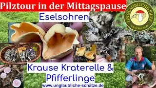 Speisepilze der Extraklasse, Pfifferlinge, Kraterellen und Eselsohren  irrer Herbstpilzkorb Okt 2022