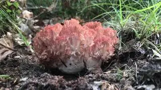 Koral&oacute;wka czerwonowierzchołkowa (Ramaria botrytis) - rzadki grzyb przypominający koralowca
