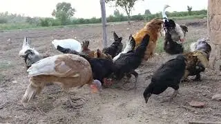 Morning Feeding Time | Rooster Sounds and Peaceful Backyard Farm Ambience