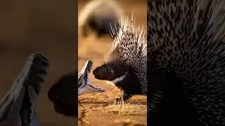 Porcupine vs python snake epic battle survival fight #viralvideos #wildlife #nature