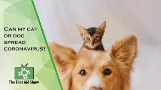 Can my cat or dog spread coronavirus?