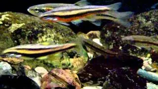 Southern redbelly,blacknose, and redisded dace