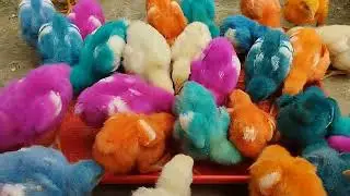 Colors Chicken Baby, Chicken sounds