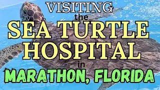 Visiting the Sea Turtle Hospital in Marathon, Florida