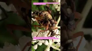 [ASMR A Bug's Life] 