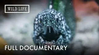 Life Among the Sea Snakes | Sea Snakes of Marion Reef | Full Documentary