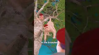 Обезьянка видит, обезьянка делает 🤔 (басня)
