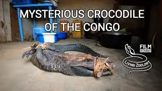 Mysterious Crocodile of the Congo - documentary film about new species of reptile and bushmeat