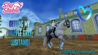 Buying my dapple grey Lusitano ♡
