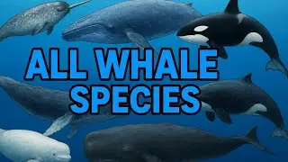 Giants of the Deep: A Complete Guide to Every Whale Species on Earth