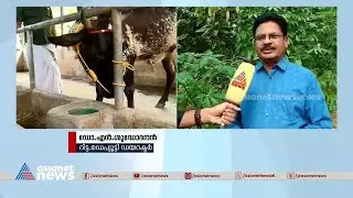 മരച്ചീനിയുടെയും റബ്ബറിന്റെയും ഇല പശുകഴിച്ചാൽ ചെയ്യേണ്ടത് എന്ത്? |Idukki | Cow death