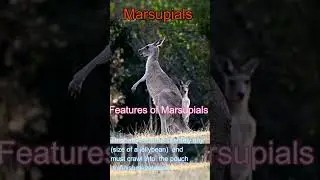 The Marsupials:Features #biology #animals #facts #nationalgeographic
