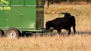 Automatic Livestock Feeder