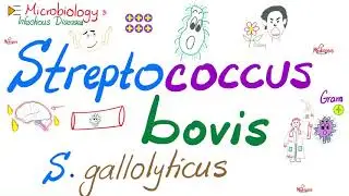 Streptococcus bovis (Streptococcus gallolyticus) | Microbiology 🧫 & Infectious Diseases