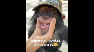 superstar monkey chimpanzee #laughing short #viral #funny #shortfeed