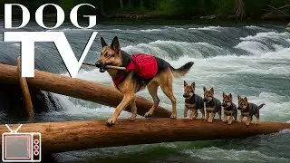 DOG TV: Entertainment TV for Dogs to Watch Home Alone - Boredom Busting Videos for Dogs with Music