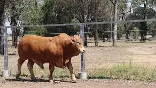 Lot 17 Fernleigh Quakkalakka (HH)
