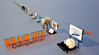 Human vs Animal Brain Size Comparison in 3D | Real Size