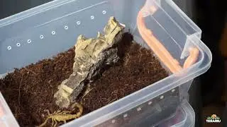 Ep. 98 - Tarantule si scorpioni in case noi
