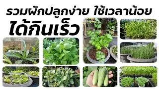 รวมผักปลูกง่าย ใช้เวลาน้อย เก็บกินได้เร็ว