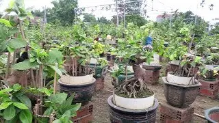 Tham quan mai bonsai đẳng cấp B&igrave;nh Định (Thanh Li&ecirc;m,Nhơn An)