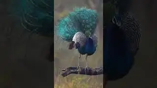 Voc&ecirc; conhece TODOS esses tipos de pav&atilde;o? O &uacute;ltimo vai te surpreender! #Pav&atilde;o #shorts #curiosidades