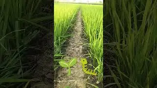 Paddy Basmati Crop #shorts