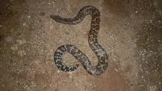 विलुप्त प्रजाति का सांप रेस्क्यू किया मिट्टी वाला सर्प (common send boa)