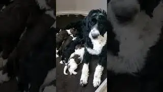 PWD Puppies #dogmom #pwd #portuguesewaterdog #portuguesepuppies